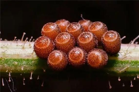 梦到虫卵是什么意思_梦到虫卵预示什么