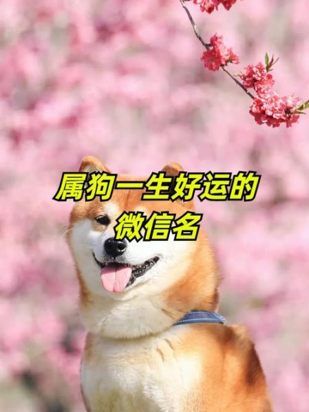 狗年出生的人2017年财运如何_属狗人2017年旺财方位在哪