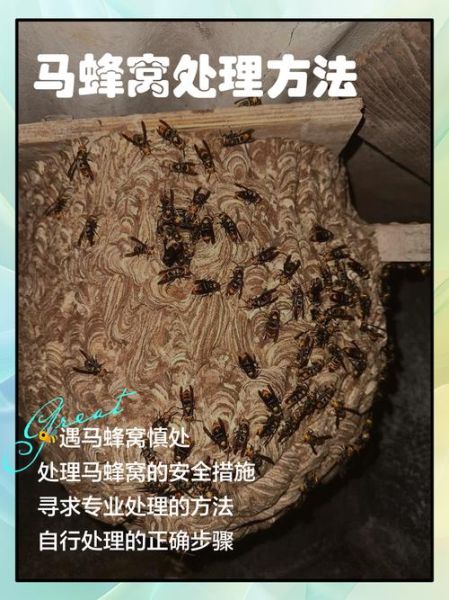 梦到马蜂窝_梦见马蜂窝被捅了是什么意思