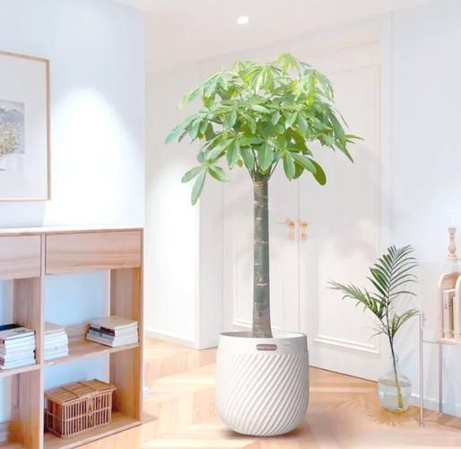 发财树怎么摆放_发财树放在哪里最旺财