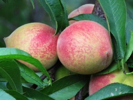 梦到摘桃子是什么意思_周公解梦原版解析