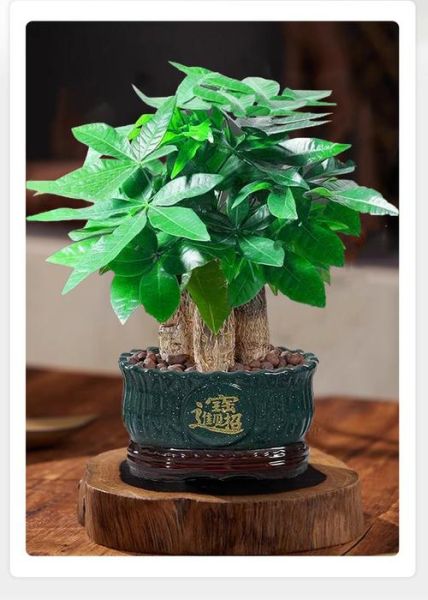 财运树图片_如何摆放才能招财