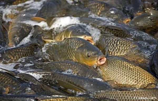 梦到鲤鱼财运好吗_梦见鲤鱼预示什么