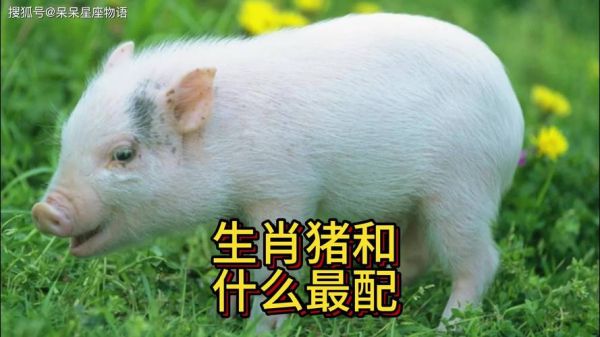 猪和羊合财吗_属猪属羊财运如何