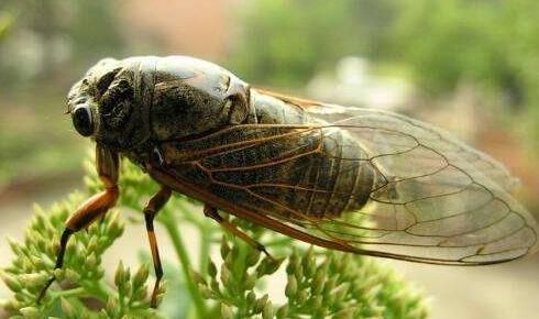 梦到捉蝉是什么意思_梦见捉蝉预示什么