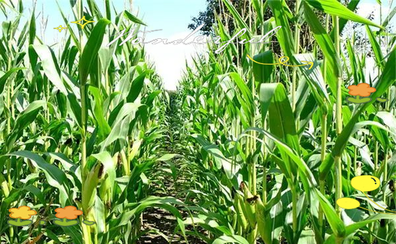 梦到熟玉米是什么意思_熟玉米梦境解析