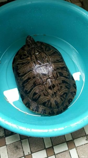 梦到钓乌龟是什么意思_梦见钓乌龟预示什么