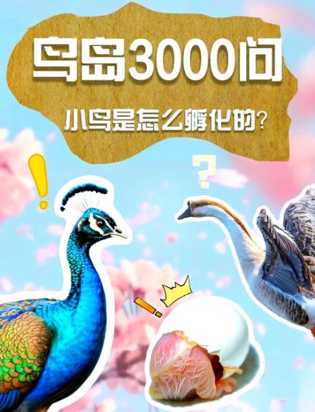 梦到鸟和蛋是什么意思_鸟蛋梦境解析