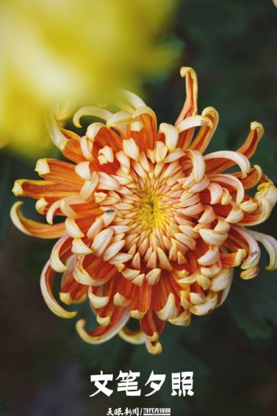 菊花放哪里最招财_菊花颜色怎么选旺财运