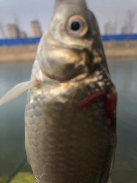 钓鱼影响财运吗_钓鱼破财是真的吗