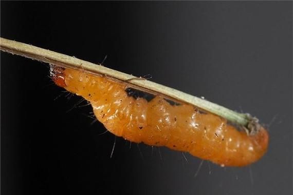 梦到蛆是什么预兆_梦到蛆虫代表什么