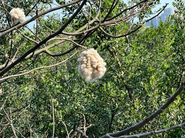 梦到棉花树是什么意思_梦到棉花树预示什么
