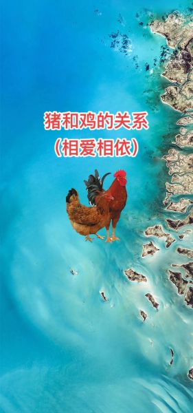 鸡和猪属相合不合_婚姻财运如何