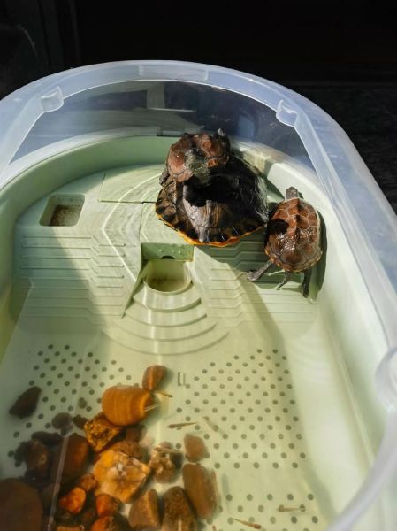 梦到乌龟咬自己_梦见乌龟咬人是什么意思