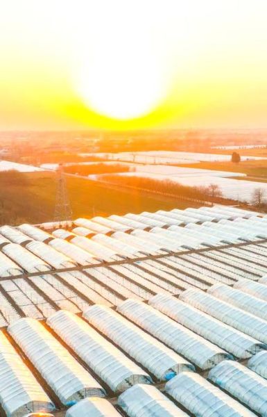 梦到黄杏是什么意思_黄杏梦境解析