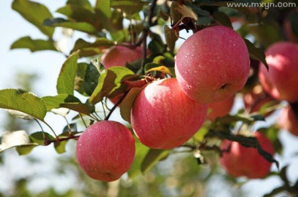 梦到挖苹果是什么意思_梦见挖苹果预示什么