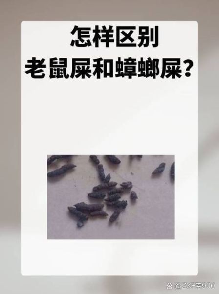梦到屎很多_梦见屎很多是什么意思