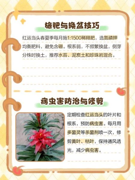 红头挡运花影响财运吗_如何化解