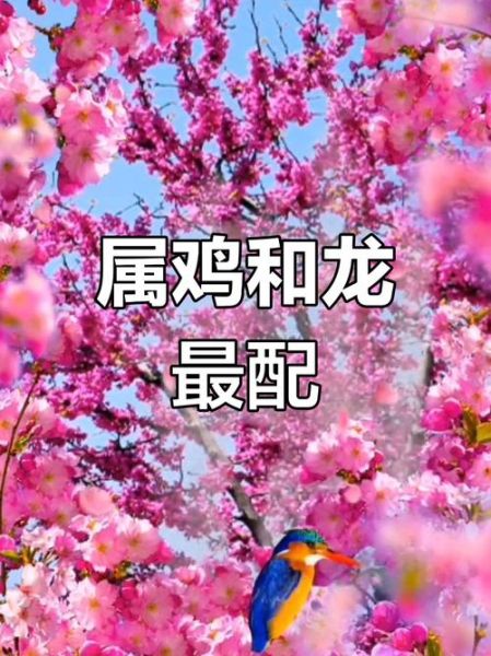 龙和鸡在一起财运好吗_龙鸡配对招财秘诀