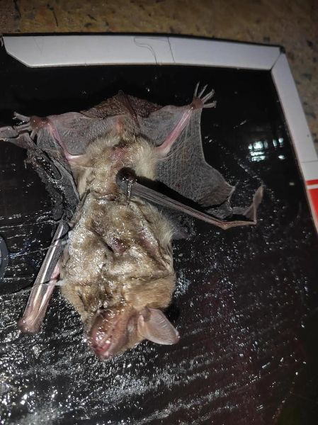 梦到老鼠飞是什么意思_梦到老鼠飞预示什么