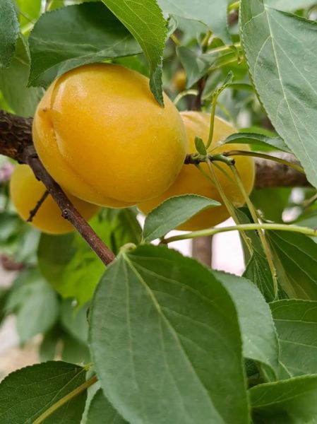 梦到树上杏是什么意思_梦见杏子熟了预示什么