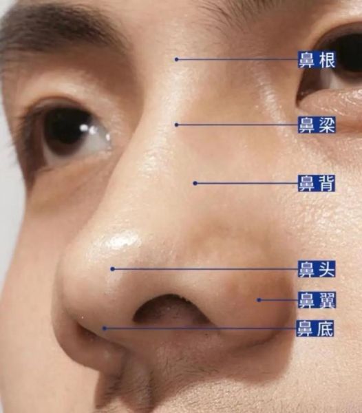 鼻子是财运吗_鼻子形状和财运关系