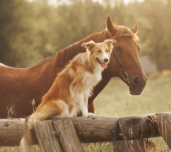 梦到狗和马是什么意思_梦见狗和马同时出现预示什么