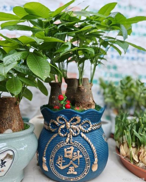 财运树摆放禁忌_财运树多久浇一次水