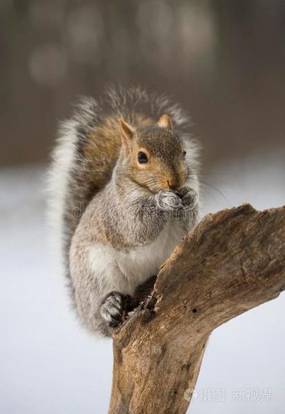 梦到被松鼠咬_意味着什么