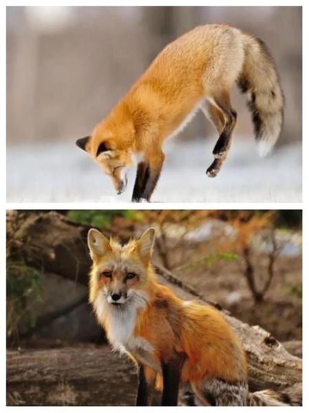 梦到黑狐狸是什么意思_黑狐狸梦境预示什么