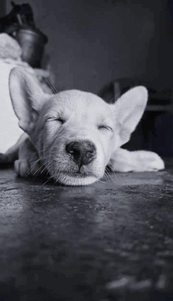 梦到狗落水是什么意思_梦见狗掉水里预示什么