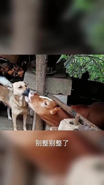 梦到牛和狗是什么意思_梦见牛狗一起出现好吗