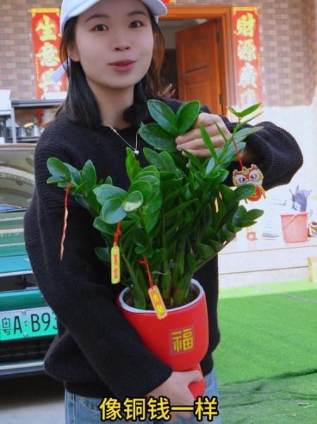 金钱树属相_适合哪些生肖摆放