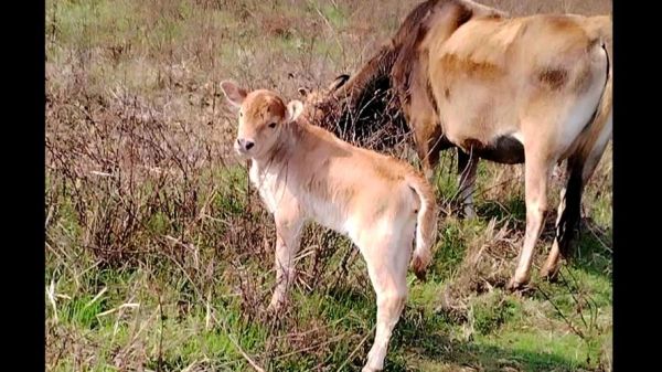 梦到大牛和小牛是什么意思_梦见大牛和小牛预示什么
