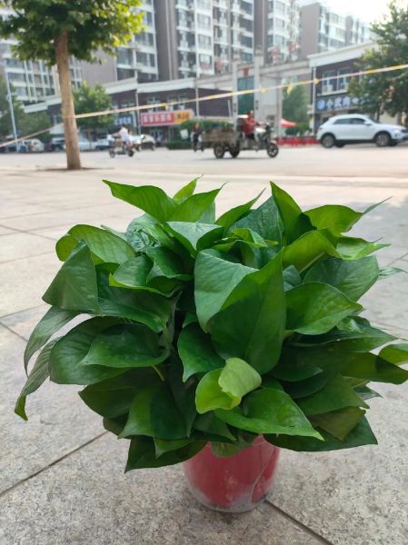 绿萝能招财吗_绿萝放在哪里最旺财