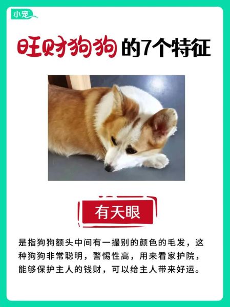 狗为什么代表财运_家里养狗招财吗