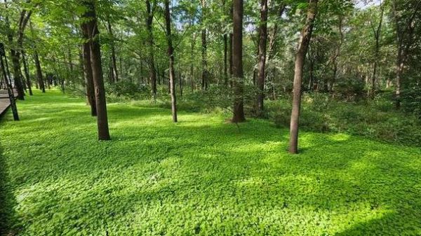 梦见树林是什么意思_梦见树林预示着什么