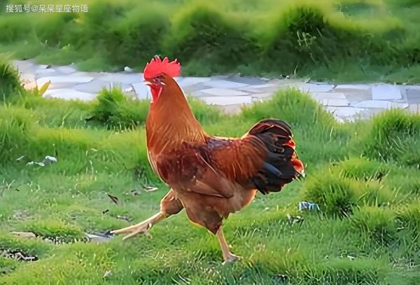 男属鸡2018财运如何_属鸡男2018年财运方位