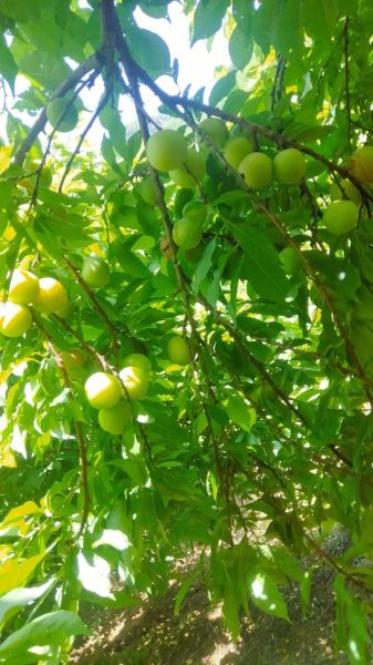 梦到树上结满果子是什么意思_周公解梦树上结满果子预示什么