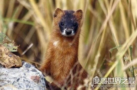 黄鼠狼财运_黄鼠狼招财风水布局