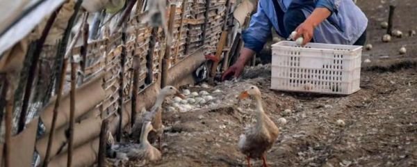 梦到鸭下蛋是什么意思_鸭下蛋梦境解析