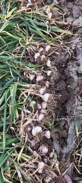 梦到蒜头是什么意思_梦见大蒜预示什么