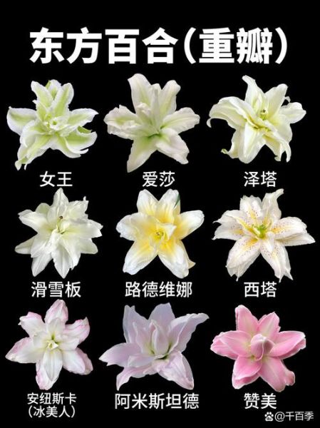 孕妇梦到百合花是什么意思_百合花胎梦解析