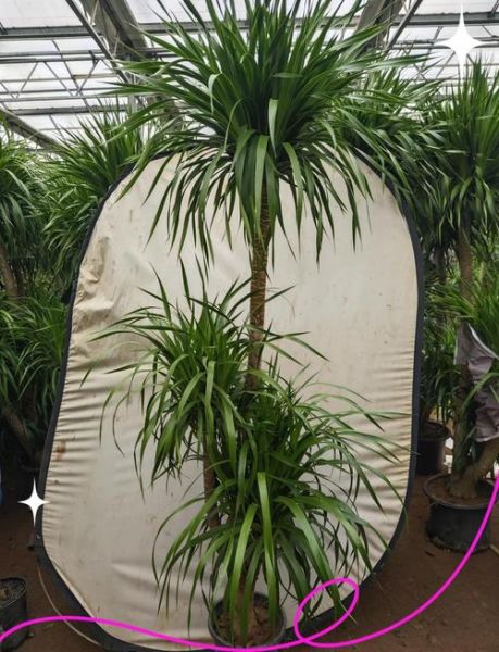 龙血树适合什么属相_龙血树风水禁忌