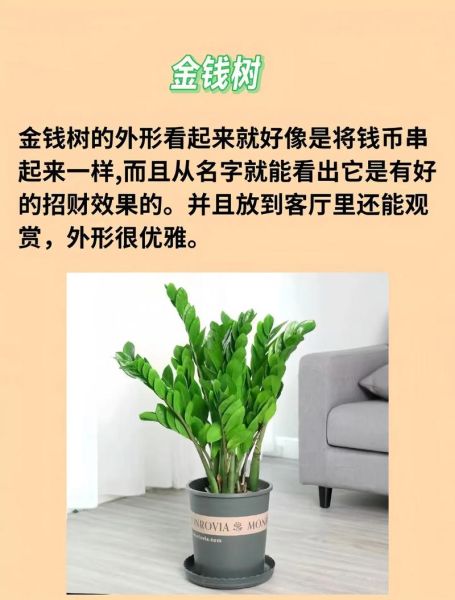 风水旺财运图片_如何挑选才能招财