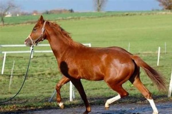 女人梦到两匹马是什么意思_梦见两匹马的预兆