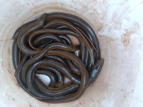 梦到黄鳝是什么意思_梦见黄鳝是吉是凶