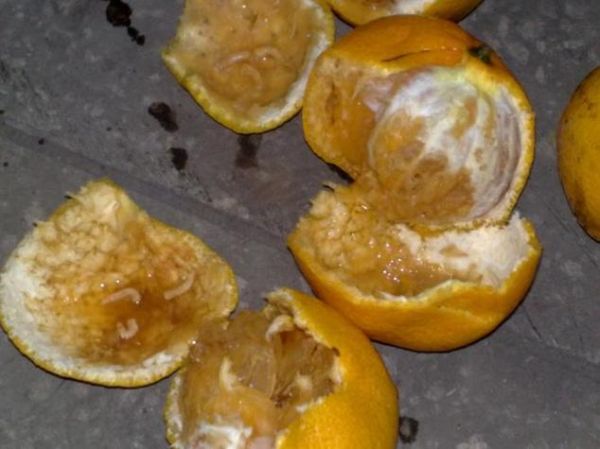 梦到吃水果吃到虫子是什么意思_如何化解噩梦