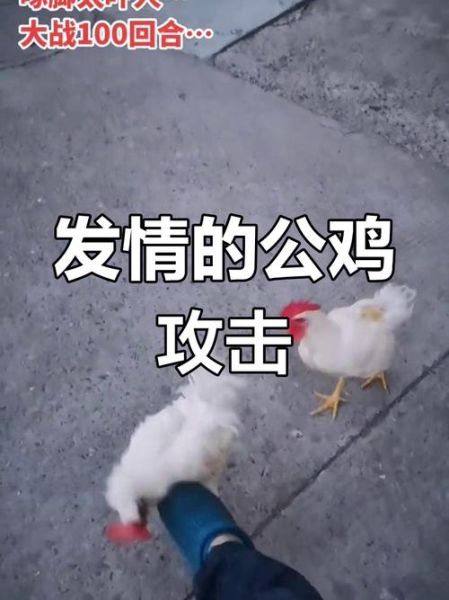 梦到公鸡咬我是什么意思_被公鸡咬预示什么