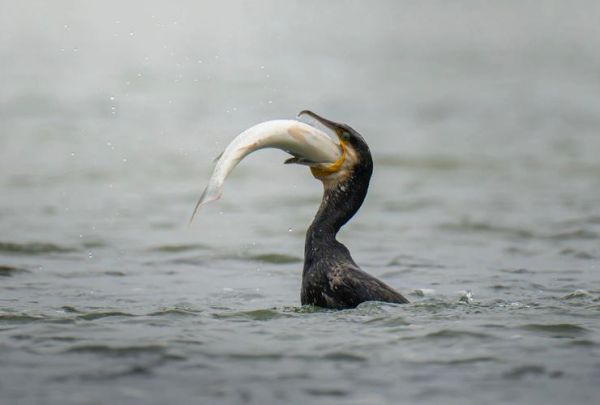 梦到鸟抓鱼是什么意思_梦见鸟捕鱼预示什么